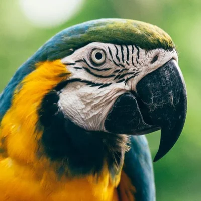 Profile picture of Evileni Arifa